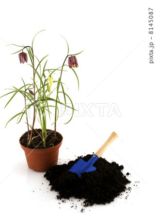 guinea hen flower 8145087