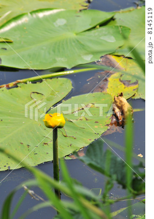 water plants 8145119