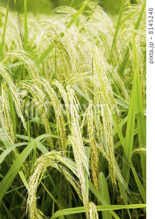 rice 8145246