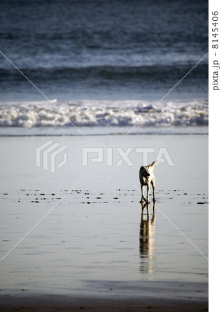 tramping dog 8145406