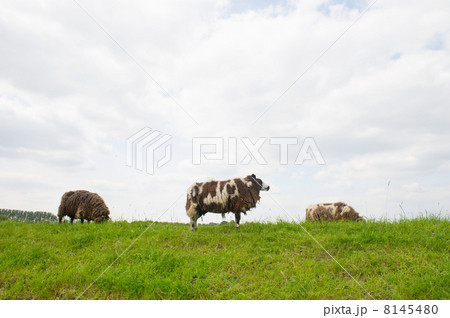Sheep on the grass dike 8145480