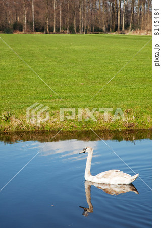 Swan 8145484