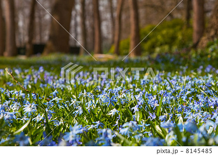 Wild hyacinths in forest 8145485