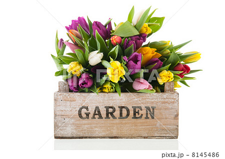 Garden crate full tulips 8145486