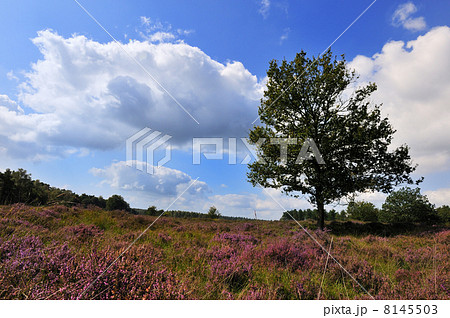 heather landscape heather landscape 8145503