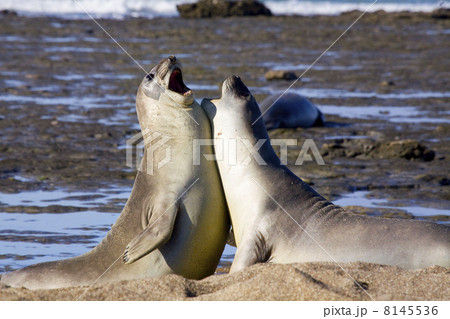 Barking seals 8145536