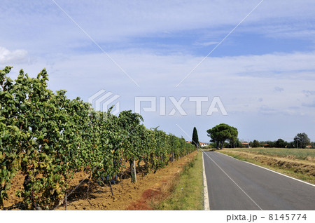 Italian vineyard near the road 8145774