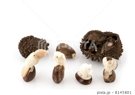 vegetable Ivory 8145801