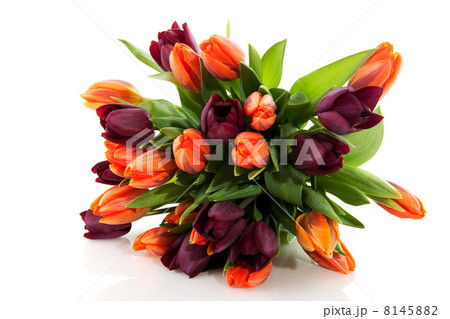Tulips in spring Tulips in spring 8145882