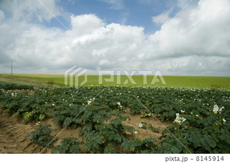 agriculture with potatoes 8145914