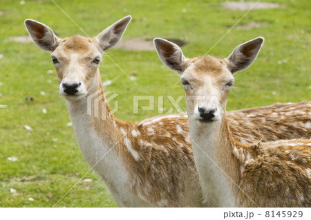 two deer two deer 8145929