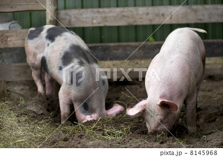 Natural pigs 8145968