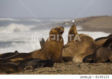seal at the beach seal at the beach 8146123