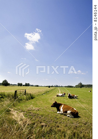 Dutch landscape 8146144