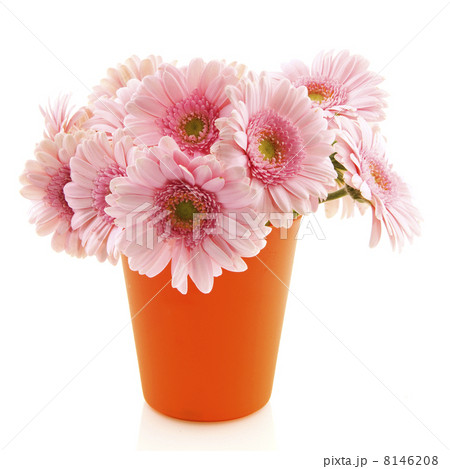 Pink Gerber Pink Gerber 8146208