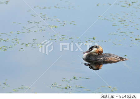 great Crested Grebe 8146226