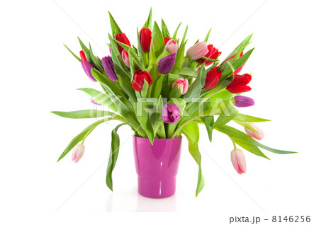 Colorful tulips in purple vase Colorful tulips in purple vase 8146256