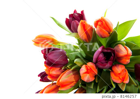 colorful tulips 8146257