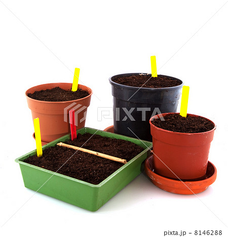 Sowing seeds 8146288