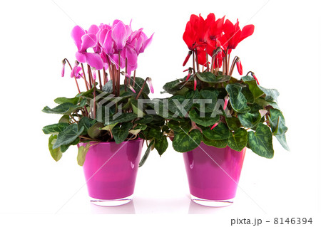 Red and pink Cyclamen 8146394