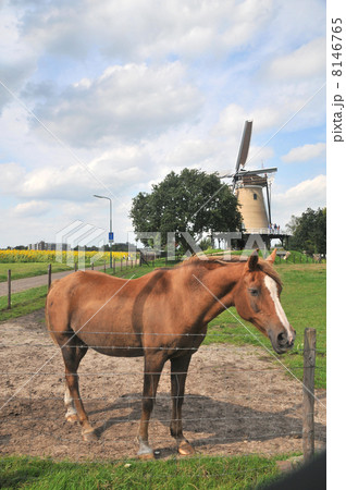 Horse in the Netherlands Horse in the Netherlands 8146765