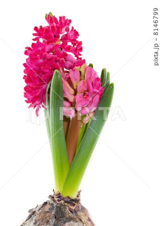 Pink Hyacinth 8146799