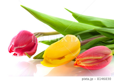 Three colors tulips Three colors tulips 8146830