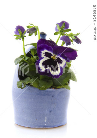 Violets in blue 8146850