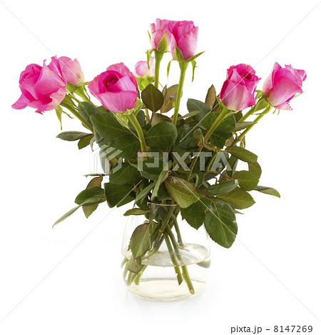 Pink roses Pink roses 8147269