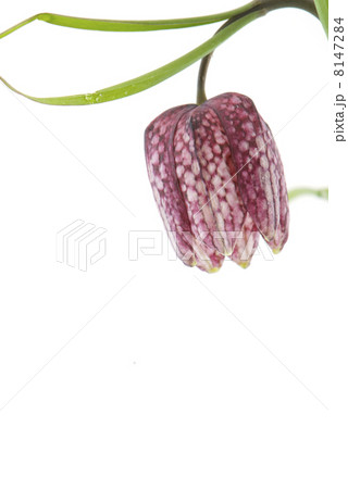 Fritillary Fritillary 8147284