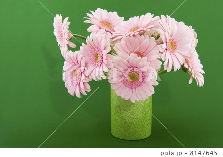 Pink Gerber on green Pink Gerber on green 8147645