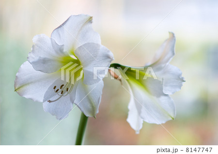 amaryllis hippeastrum amaryllis hippeastrum 8147747