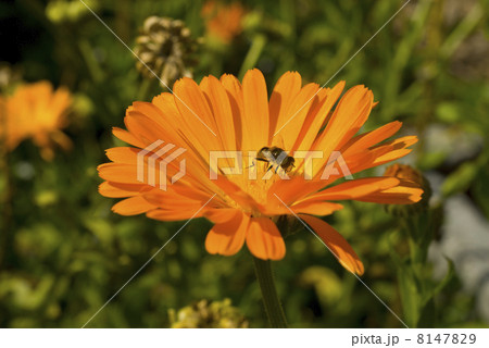 Marigold 8147829