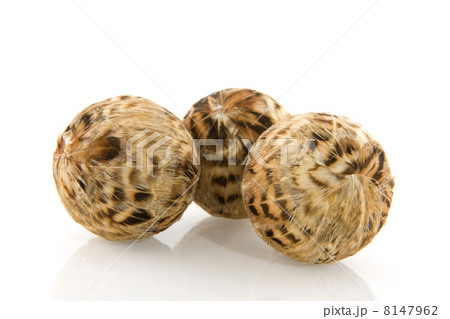 bird balls bird balls 8147962