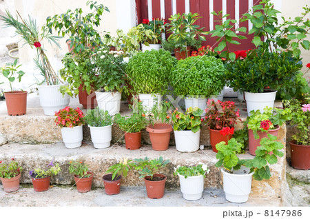 Typical Greek garden 8147986