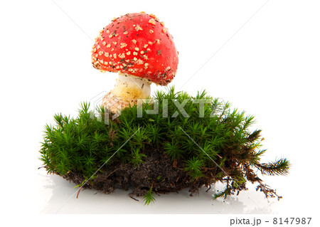 toadstool in green moss 8147987