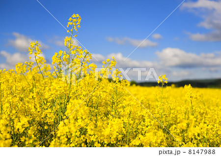 landscape with cole seed 8147988