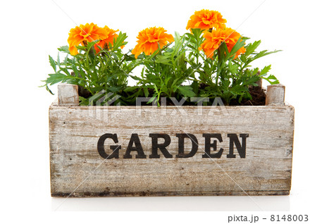 Orange Tagetes 8148003