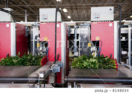 Flower industry 8148034