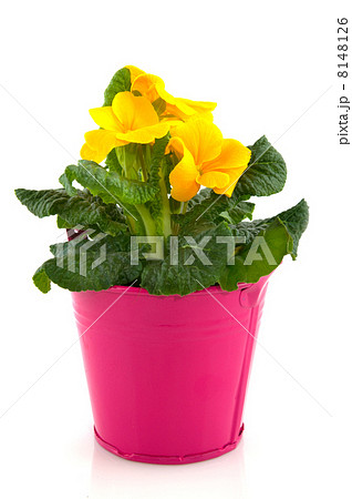 Yellow Primula 8148126