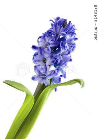 Flowers from the hyacinth Flowers from the hyacinth 8148139
