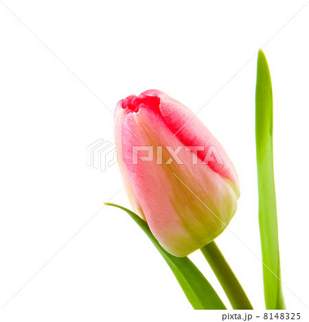 Pink tulip 8148325