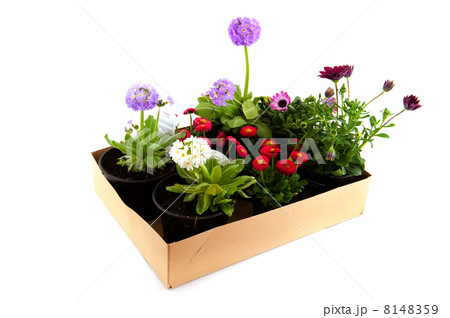 Carton box with garden plants 8148359