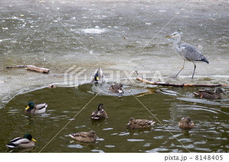 Blue heron and ducks 8148405