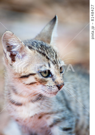 Greek alley cat 8148427