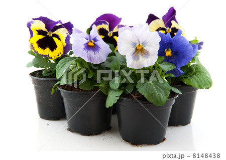 Colorful Pansies 8148438