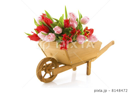 Wheelbarrow with tulips 8148472