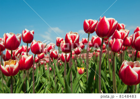 Multicolor tulips 8148483