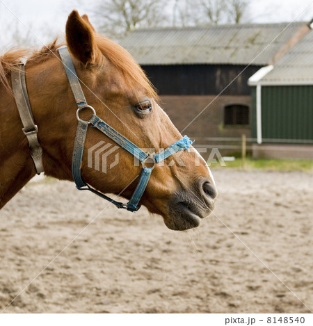 Brown horse with blue halter 8148540