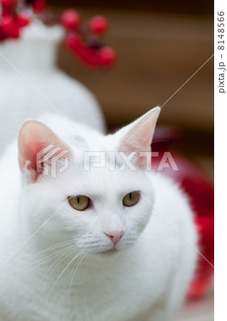 White cat 8148566